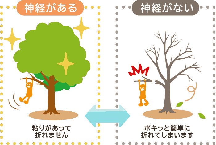 神経のあるない