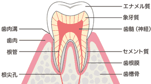 歯の構造